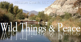 Wild Things & Peace: Leaders Thrive with Reflection Time