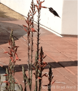hummingbird